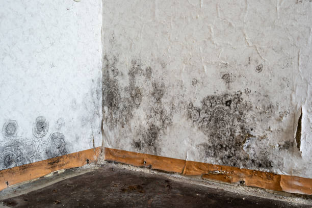 Best Residential Mold Removal  in Inman, KS